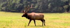 National Park Asking for Volunteer Guides
