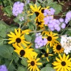 Spring Wildflower Pilgrimage