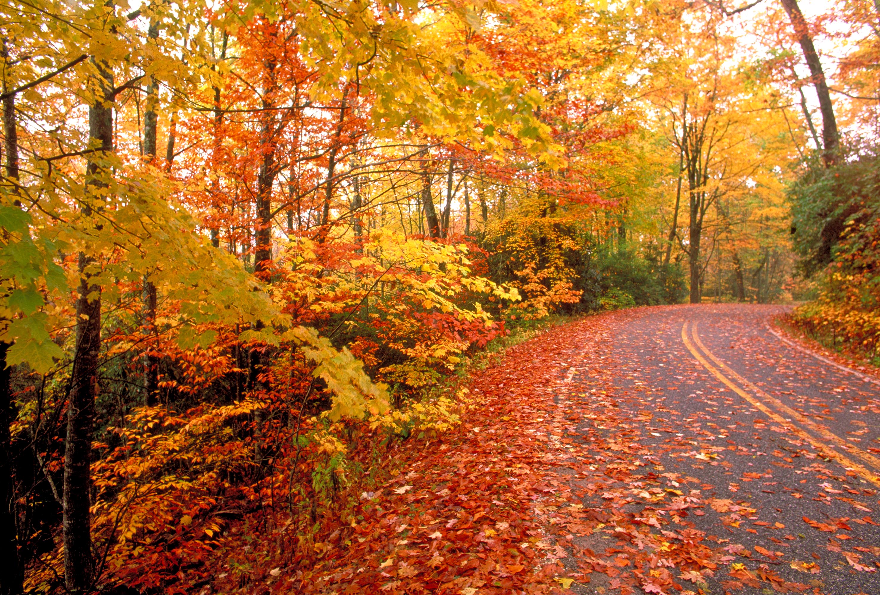 Top Ten Seasonal Pleasures of Fall: Number 8- Fall Foliage ...