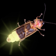 The Smoky Mountain Synchronous Fireflies