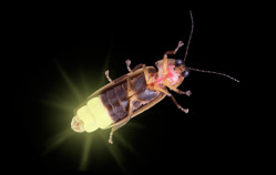 The Smoky Mountain Synchronous Fireflies