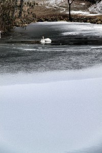 Swans-on-Ice-2010