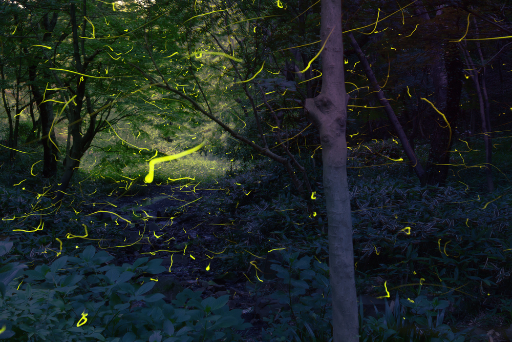 Synchronized Smoky Mountains fireflies at Elkmont