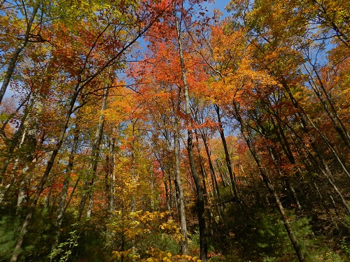 Updated: Fall Foliage Report – Late October