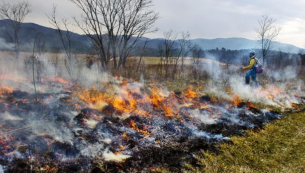 Prescribed Burns Becoming Common in Spring