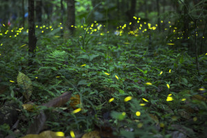 synchronous fireflies at Elkmont