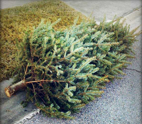 Today is the LAST DAY to Recycle Your Christmas Tree in Gatlinburg!